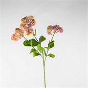 Sedum 56cm roza