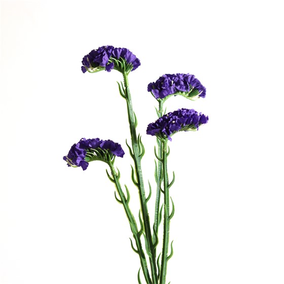 Limonium x4 64cm t.ljubičasta