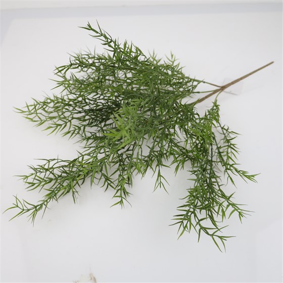 Asparagus grm 60cm zelena