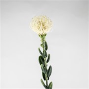 Protea 61cm krem