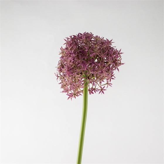 Allium 80cm ljubičasta