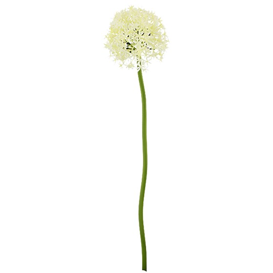 Allium 80cm krem