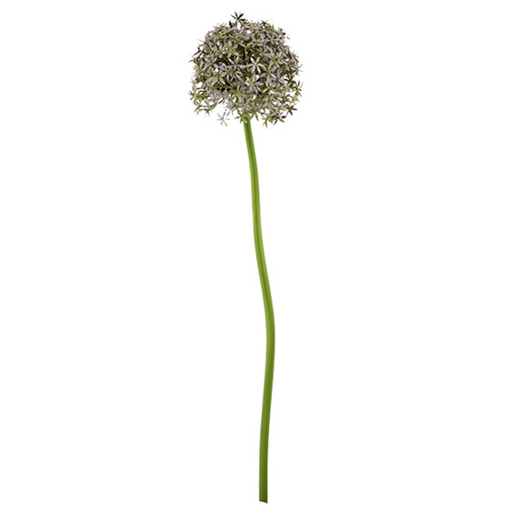 Allium 80cm lila plava