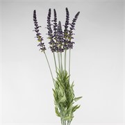 Lavanda grm x10 52cm