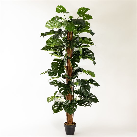 Umjetno drvo monstera 200cm u loncu