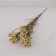 Wax flower suhi 78cm krem