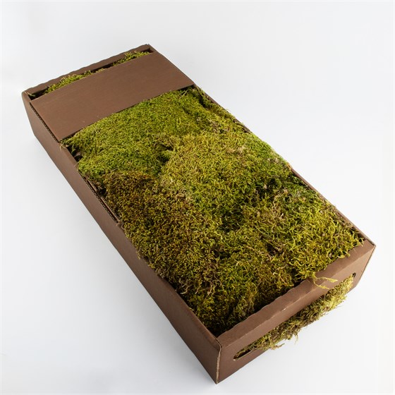 Mahovina 500g moss zelena