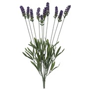 Lavanda US x10 51cm