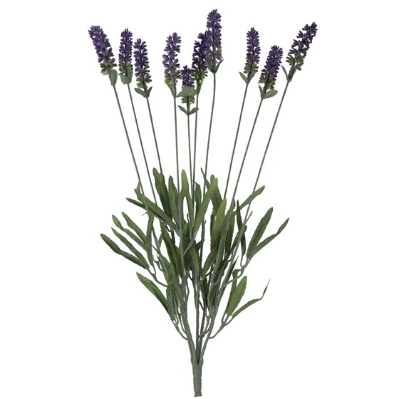 Lavanda US x10 51cm