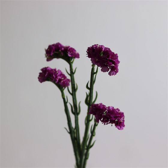 Limonium x4 64cm violet