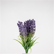 Lavanda US x6 18cm