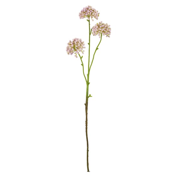 Allium pup x3 60cm lila