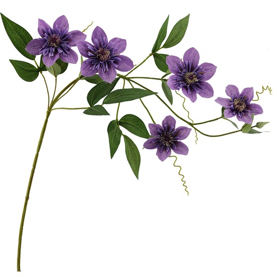 Clematis 78cm lila