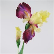 Iris 83cm ljubičasta