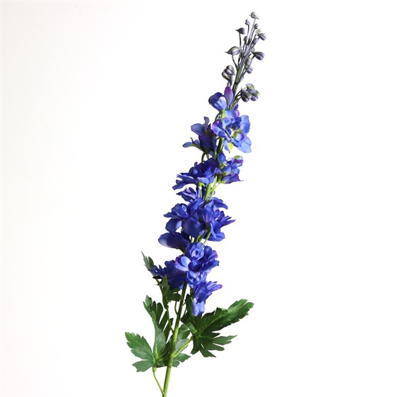 Delphinium/Kokotić 79cm plava