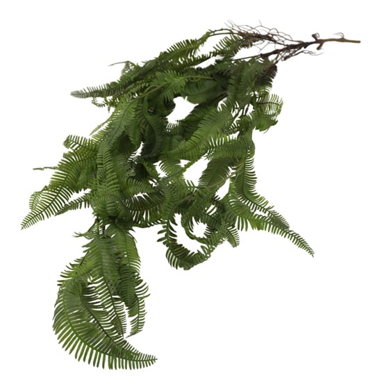 Paprat Blechnum viseći grm 115cm zelena