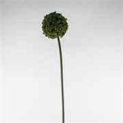 Allium suhi 75cm maslinasta