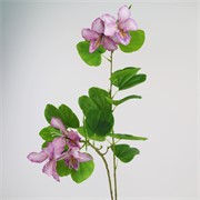 Bauhinia grana 85cm ljubičasta